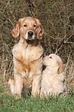 GOLDEN RETRIEVER 025